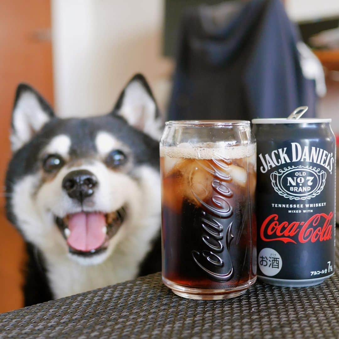 くろさんのインスタグラム写真 - (くろInstagram)「ジャックコーク👅  JACK DANIEL’S × Coca Cola  #Repost @jackandcoke_jp with @use.repost ・・・ コカ･コーラをミックスした初のお酒、 ついに誕生。  ￣￣￣￣￣￣￣￣￣￣￣￣￣ #コカコーラ と テネシーウィスキーブランドの #ジャックダニエル 、 ふたつのホンモノがひとつになって生まれました。  【コカ･コーラについて】 「コカ･コーラ」は、 1886年薬剤師のジョン・S・ペンバートン博士により、 米国ジョージア州アトランタで誕生。 それから130年以上、 国境や文化を越えて世界中の人々に愛される、 まさにホンモノのブランド。  【ジャックダニエルについて】 「ジャックダニエル」は、 アメリカを代表するプレミアムウイスキーとして 1866年に誕生。 それから150年以上、お酒としての魅力だけでなく、 カルチャーの一部として世界中の人々を魅了する、 まさにホンモノのブランド。  ふたつの出会いが生んだ #カンペキな味わい は、 4月10日から体感できる。 #ジャックコーク 発売まであと少し。乞うご期待。  * ストップ！20歳未満飲酒・飲酒運転。妊娠中や授乳期の飲酒はやめましょう。お酒は適量を。アカウントのフォロー、お酒に関する情報の共有は20歳以上の方に限ります。 *  #ジャックコーク誕生 #ジャックコーラ #ジャックアンドコーク #JackandCoke #BORNREADY #お酒は20歳になってから #ジャックダニエルズ #ウィスキー #コークハイ #飲酒タグラム #宅飲み #酒スタグラム #家飲み部 #お酒好き #お酒大好き #お酒が好き #お酒好きな人と繋がりたい #お酒好きと繋がりたい #お酒好きな人とつながりたい #新商品情報 #新商品発売 #スマイル豆 #スマイル犬 #モデル犬 #オファーお待ちしております」4月11日 17時23分 - m6bmw