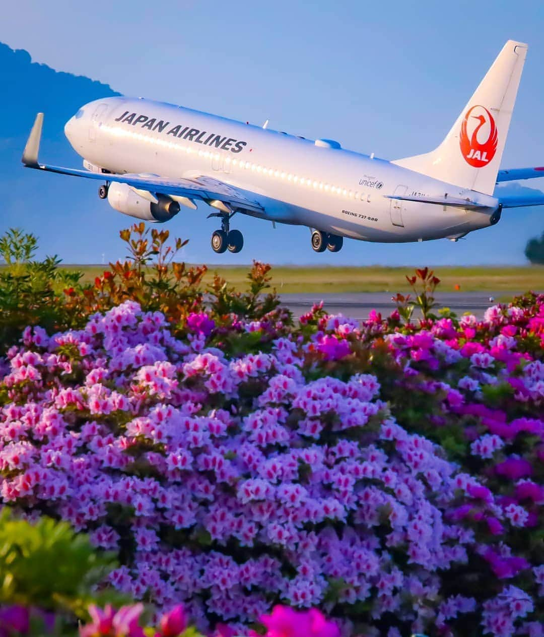 JALさんのインスタグラム写真 - (JALInstagram)「. 松山空港から春の一枚📷 ツツジと #ボーイング737 ✈︎ #MyAprilAdventure  From Matsuyama Airport, Ehime. Boeing 737 with azaleas. . . Photo by @tokyo2020xx Post your memories with #FlyJAL  #JapanAirlines #JAL #airplane #✈︎ #松山空港 #ja311j #つつじ #ツツジ #春 #はなまっぷ #ピンク #愛媛県 #松山市 #瀬戸内海 #滑走路 #鶴丸 #飛行機 #飛行機写真 #飛行機撮影 #飛行機のある風景 #飛行機のある空 #飛行機好き #空港 #旅行 #日本航空」4月11日 17時30分 - japanairlines_jal