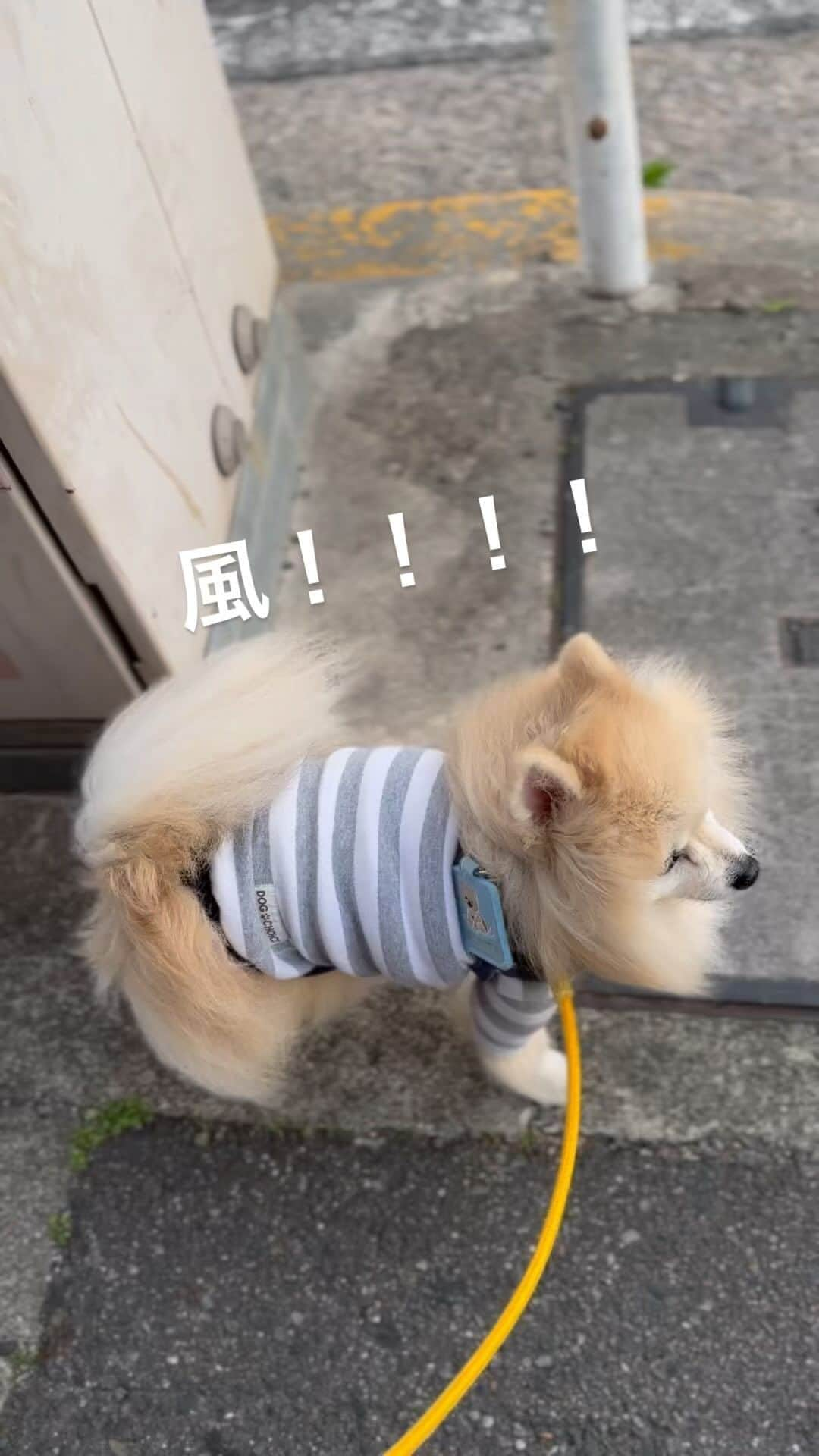 YO!YO!YOSUKEのインスタグラム：「かぜ！！  #ポメラニアン #癒し #愛犬 #ペット」