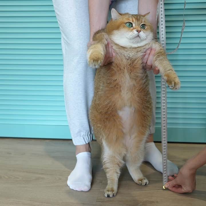 のインスタグラム：「How to measure a cat 📐」