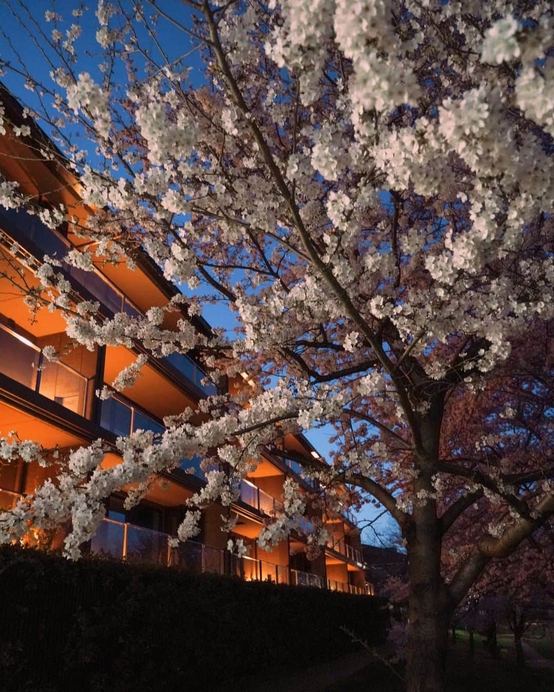 三菱地所レジデンスさんのインスタグラム写真 - (三菱地所レジデンスInstagram)「御所の東、鴨川のほとり、対岸には東山を望む場所。窓を開けるとそこには、満開の桜で彩られる美しい鴨川の景色が広がります。  京都の美しい四季を特等席で堪能できるレジデンスです。  写真「ザ・パークハウス 京都鴨川御所東」（当社分譲済）と現地周辺  三菱地所レジデンスは 「暮らしに、いつも新しいよろこびを」 をコンセプトに住まいを考えていきます。 ザ・パークハウスの物件はプロフィール （ @the_parkhouse ）のURLから！  三菱地所レジデンスはTwitterでも発信しています。 （ @the_parkhouse ）のハイライトから！  #三菱地所レジデンス #ザパークハウス #パークハウス #暮らしにいつも新しいよろこびを #京都 #鴨川 #京都御所 #丸太町 #河原町 #お花見 #桜 #鴨川花見」4月11日 17時47分 - the_parkhouse