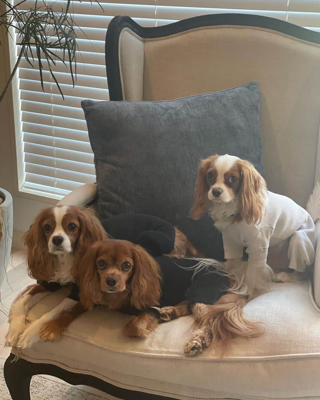 木下ココさんのインスタグラム写真 - (木下ココInstagram)「cavalier corner🐶🐶🐶 @cavalier_sansasnow  ・ ・ ・ #cavalier #cavalierkingcharlesspaniel  #dogsiblings #dogs #キャバリア #犬のいる暮らし  #sansasnow #babydaniel #木下ココ #ココ部屋 #interior」4月11日 17時47分 - cocot_chan