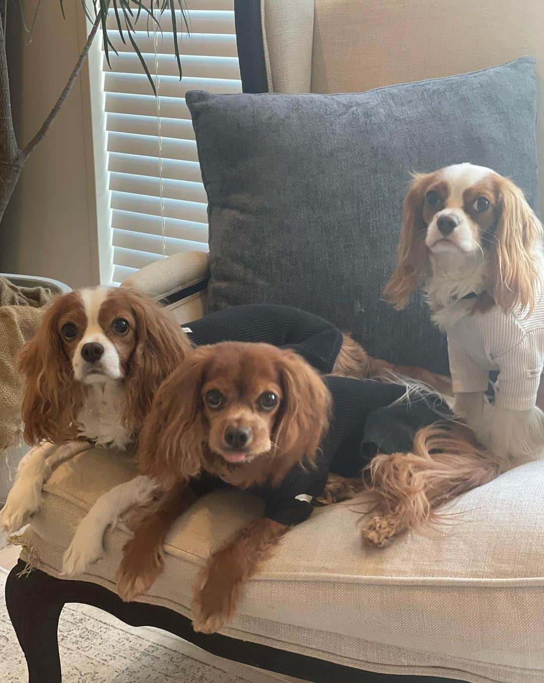 木下ココさんのインスタグラム写真 - (木下ココInstagram)「cavalier corner🐶🐶🐶 @cavalier_sansasnow  ・ ・ ・ #cavalier #cavalierkingcharlesspaniel  #dogsiblings #dogs #キャバリア #犬のいる暮らし  #sansasnow #babydaniel #木下ココ #ココ部屋 #interior」4月11日 17時47分 - cocot_chan