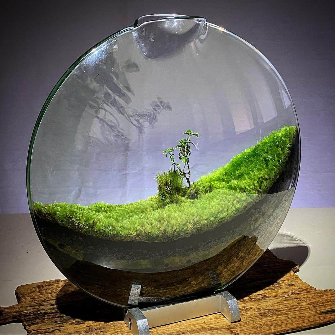 のインスタグラム：「Mosslight   #mosslight #モスライト  #terarium#テラリウム #moss#苔#コケ #ミニ盆栽#bonsaitree  #paludariums #パルダリウム」