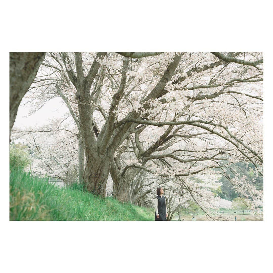 伴優香のインスタグラム：「🕊🕊🕊  また来年🌸🤍  来年こそはお花見行けるといいな𓂃 𓈒𓏸  photographer : @yuhji921  hair & make : @maki_hairmake_   #作品撮り #作品撮りモデル  #portrait #photography #photo #pic #ポートレート #被写体 #被写体になります  #ファインダー越しの私の世界 #東京写真部 #tokyo  #여배우 #演员 #肖像 #黒髪ボブ #黒髪ショート #黒髪 #インナーカラー #金髪 #桜 #桜スポット #桜ポートレート」