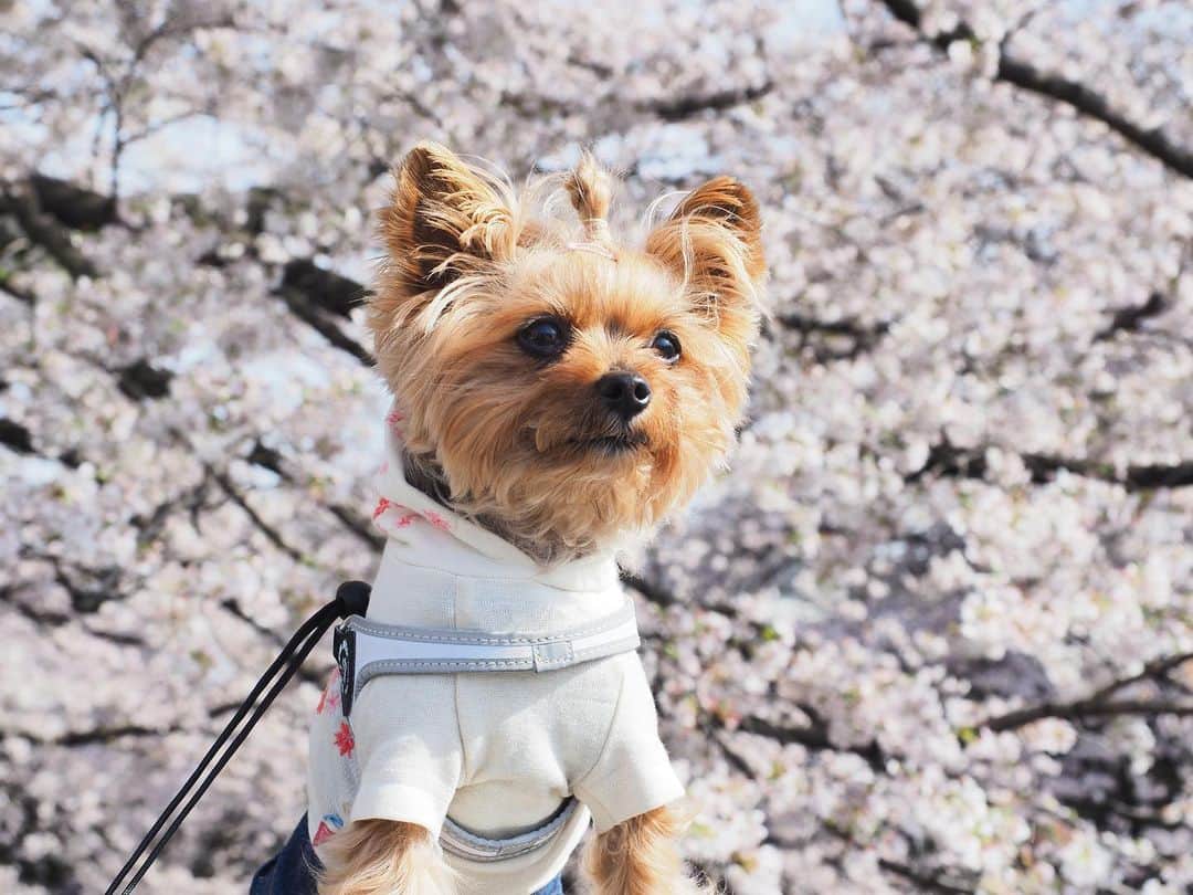 Rubyのインスタグラム：「2023🌸  先代犬の時も毎年ここで撮ってた。 ルビたんもコロナの時とか撮れない年もあったけど毎年同じ場所で同じ桜と撮ってます。  #yorkshireterrier #yorkie #ヨーキー #ヨークシャテリア #桜 #2023桜」