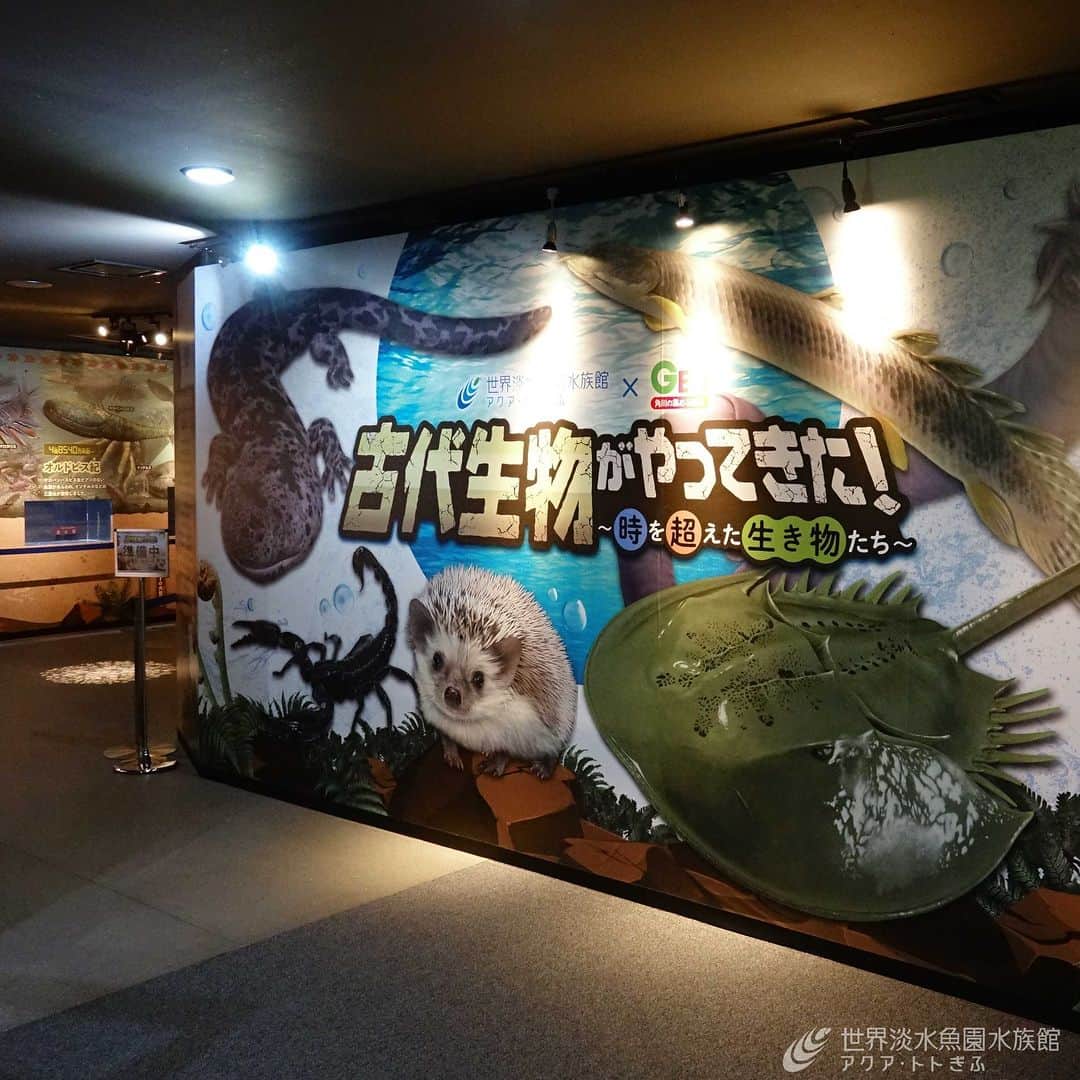 世界淡水魚園水族館 アクア・トト ぎふのインスタグラム：「休館日が明けて、新しい企画展の様子が少し分かるようになりました！  「角川の集める図鑑GET！」とコラボした、普段とは違う雰囲気の企画展です。  企画展『古代生物がやってきた！～時を超えた生き物たち～』 4月15日（土）からの開催をお楽しみに！  #アクアトト #水族館 #aquarium #企画展  #オアシスパーク #河川環境楽園」