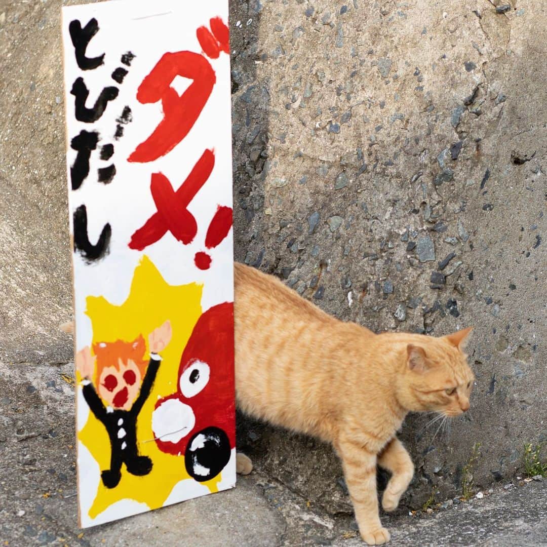 五十嵐健太のインスタグラム：「飛び出し注意！！ #猫 #茶トラ」