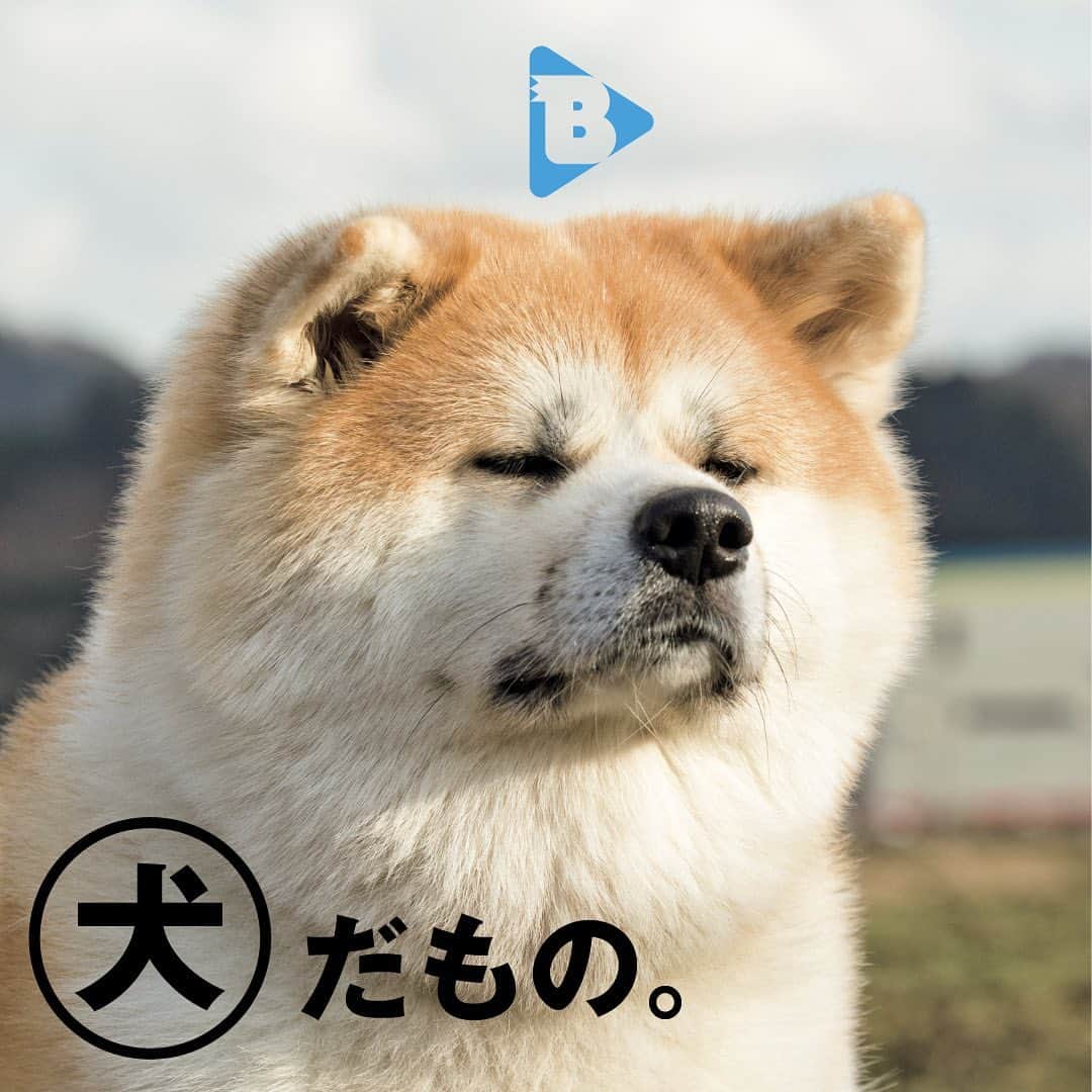 ブルータスさんのインスタグラム写真 - (ブルータスInstagram)「＼最新ムックから記事公開／ 【BRUTUS.jp】デイリーブルータス 375 犬だもの。  人はどうしてこうも、犬という生き物に惹かれるのでしょうか。ムック本「犬だもの。」の発売を記念して、私たちのかけがえのない存在である“犬”をもっと好きになる記事をお届けします。  1. 君と歩けば。ビートたけしと愛犬・権蔵  2. 働く犬は光ってる。人間や社会のために日々汗を流す、「ファシリティドッグ」たち  3. 犬と生き、犬を書き、犬を読む。 作家・小川洋子の「犬と文学」  BRUTUS.JPでは様々なテーマで、好奇心を上書きするミニ特集 #デイリーブルータス を平日のみ毎日配信。プロフィールのリンクからチェック @brutusmag  #BRUTUS #ブルータス #雑誌 #犬 #いぬ #dog #愛犬 #犬好き #ビートたけし #ファシリティドッグ #小川洋子 #本 #文学 #小説」4月11日 10時20分 - brutusmag
