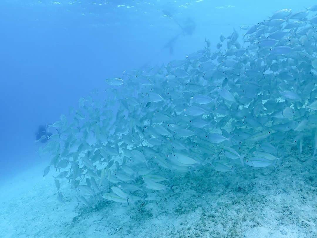 堀江貴文さんのインスタグラム写真 - (堀江貴文Instagram)「#palau #shark #freediving #10mくらいフリーダイビングできるようになった」4月11日 10時51分 - takapon_jp