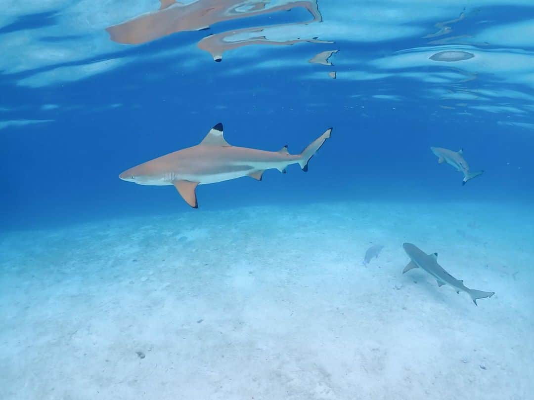 堀江貴文さんのインスタグラム写真 - (堀江貴文Instagram)「#palau #shark #freediving #10mくらいフリーダイビングできるようになった」4月11日 10時51分 - takapon_jp