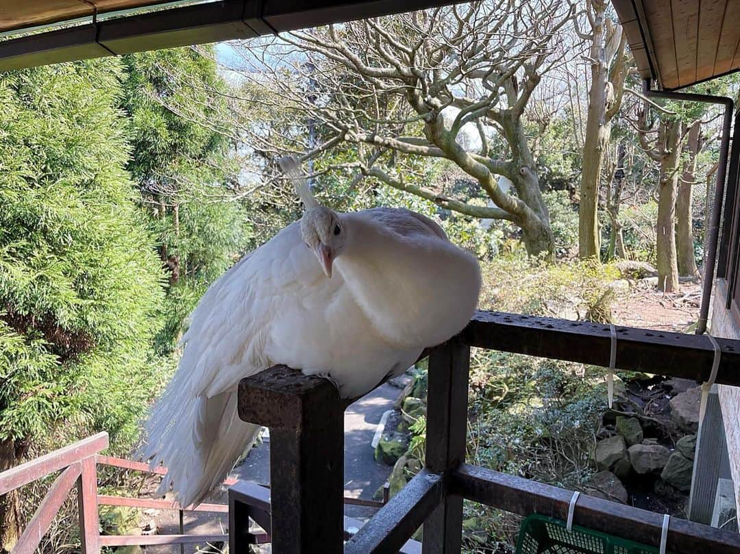 渕上舞のインスタグラム：「神々しい鳥。  #伊豆シャボテン動物公園 #シロクジャク  #鳥スタグラム」