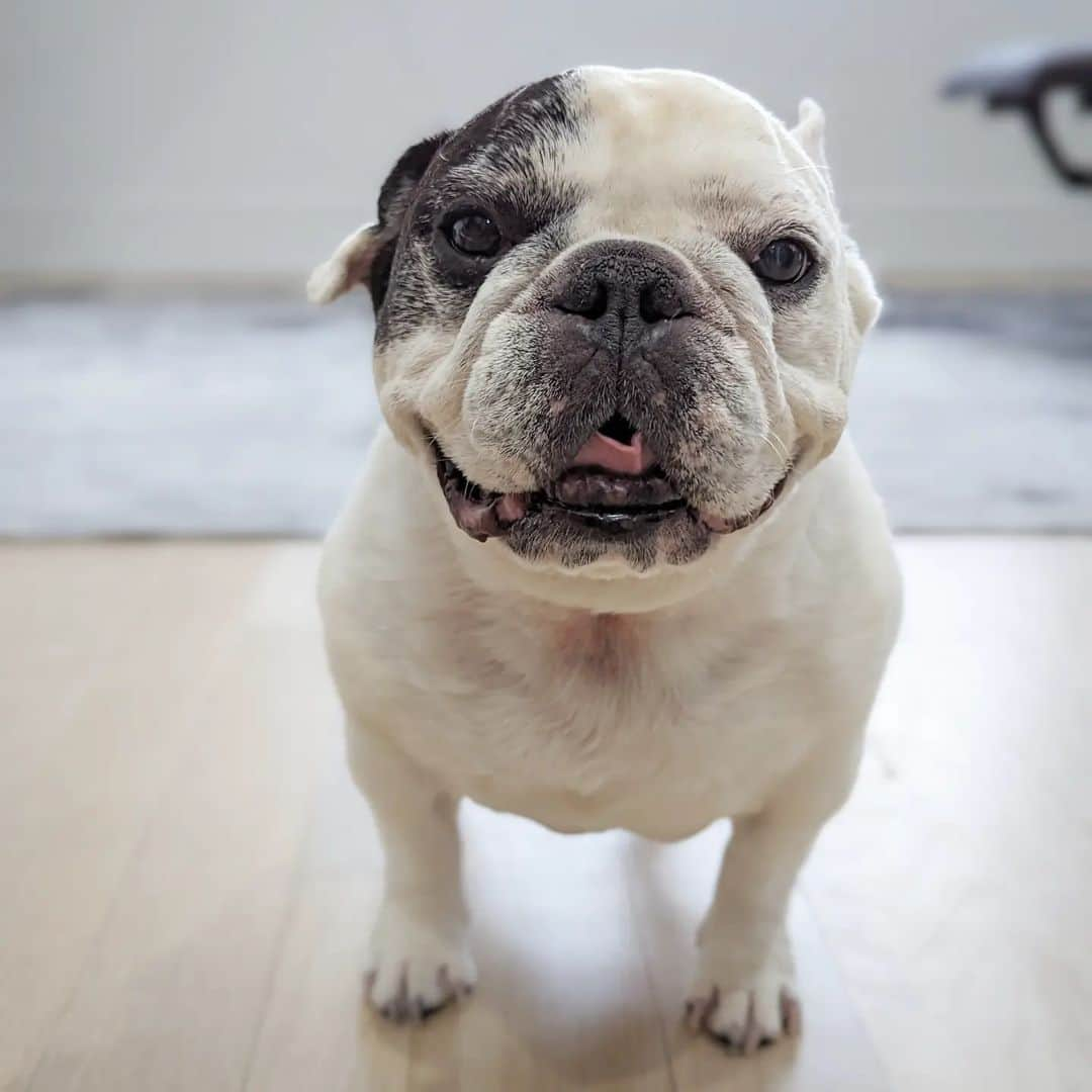 Manny The Frenchieのインスタグラム：「Hope everyone had a great Easter weekend. Happy cuz mom didn't make me dress up this year!😄」