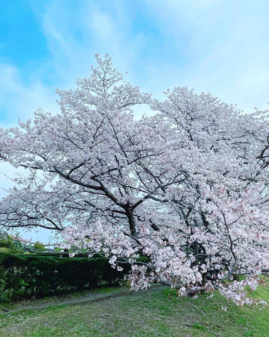 秋本ゆかりのインスタグラム：「今年のお花見振り返り。 太宰府天満宮付近で美味しいもの調達して、大宰府政庁跡で🌸🌸🌸  バタバタとちょっとの時間だったけど、2人でケラケラ笑いながら楽しかった🤣  . #花見#おしゃピク風#大宰府政庁跡#都府楼跡#太宰府天満宮#太宰府 #太宰府参道天山#あまおういちごだんご #アマリージョ#amarillo#カタラーナクッキーサンド#太宰府sugiru#ヤンニョムチキン#チーズボール#韓ノ庭#トッポギ#キンパ」