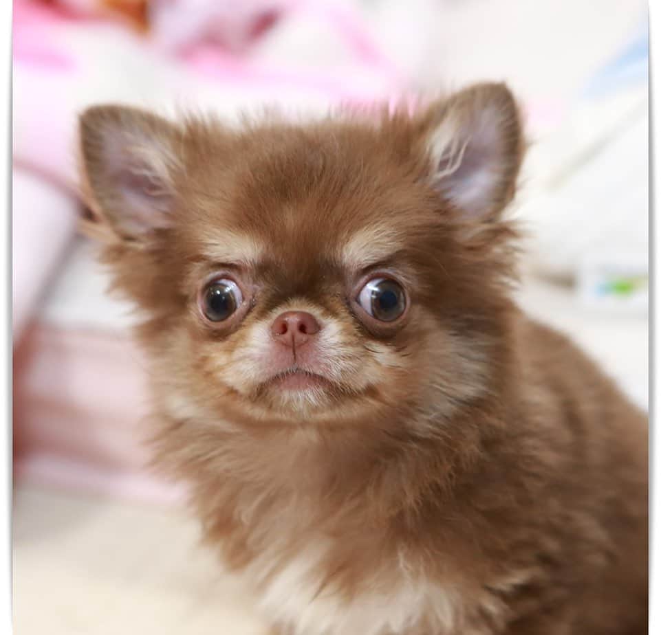 犬小屋??のインスタグラム