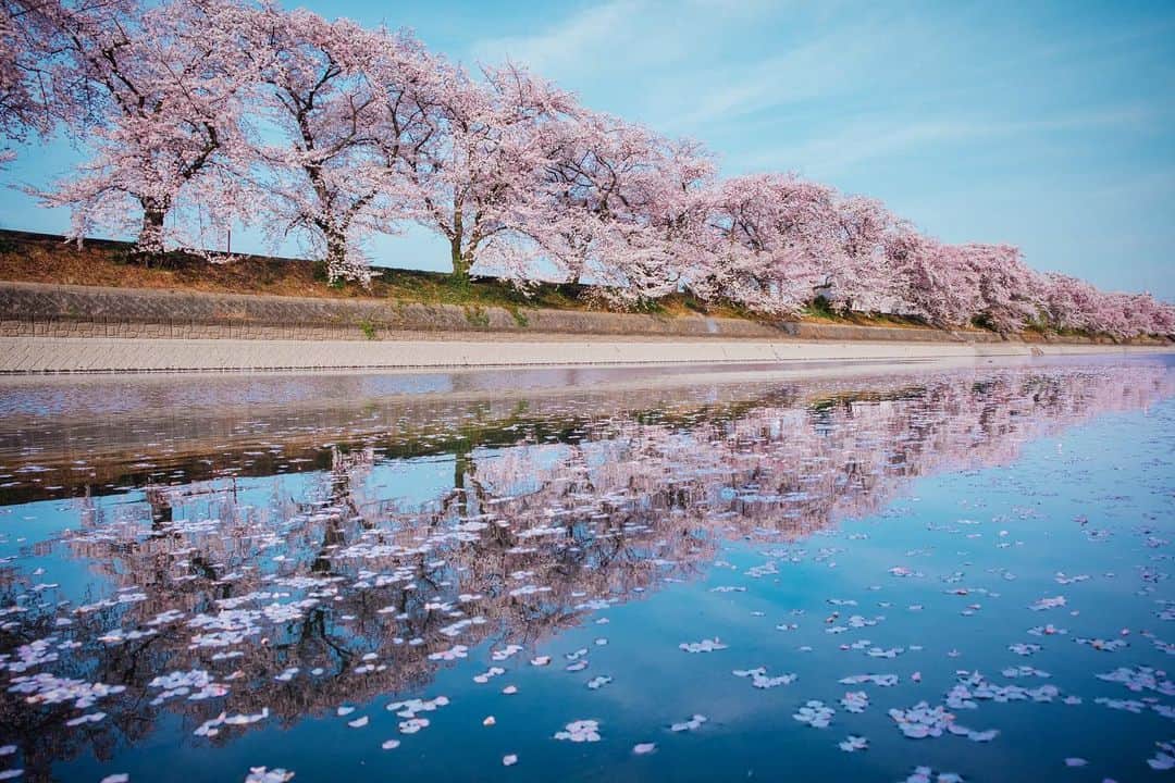 京都いいとこフォトさんのインスタグラム写真 - (京都いいとこフォトInstagram)「前川堤の桜並木。 植樹された200本の桜はとても美しく圧巻でした。 . Row of cherry blossom trees along Maegawa embankment. The 200 cherry blossom trees planted were so beautiful. . Location : #前川堤の桜並木 #久御山 Photo : @kohei713 Date : 2023.4.1 .」4月11日 11時59分 - kyoto_iitoko