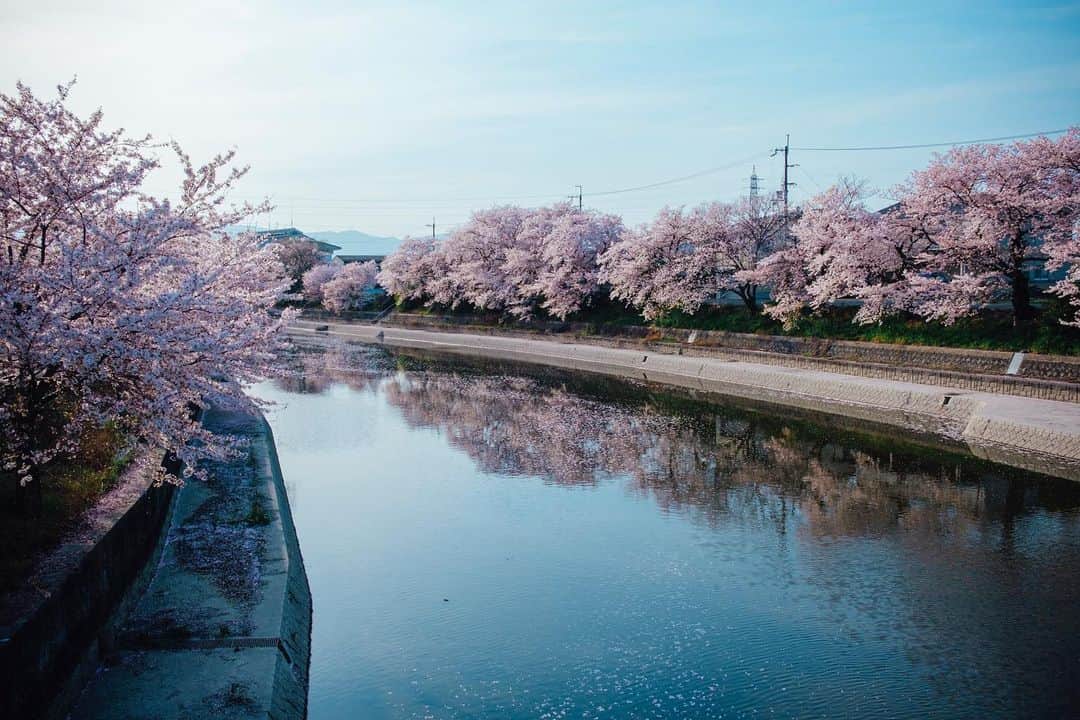 京都いいとこフォトのインスタグラム：「前川堤の桜並木。 植樹された200本の桜はとても美しく圧巻でした。 . Row of cherry blossom trees along Maegawa embankment. The 200 cherry blossom trees planted were so beautiful. . Location : #前川堤の桜並木 #久御山 Photo : @kohei713 Date : 2023.4.1 .」