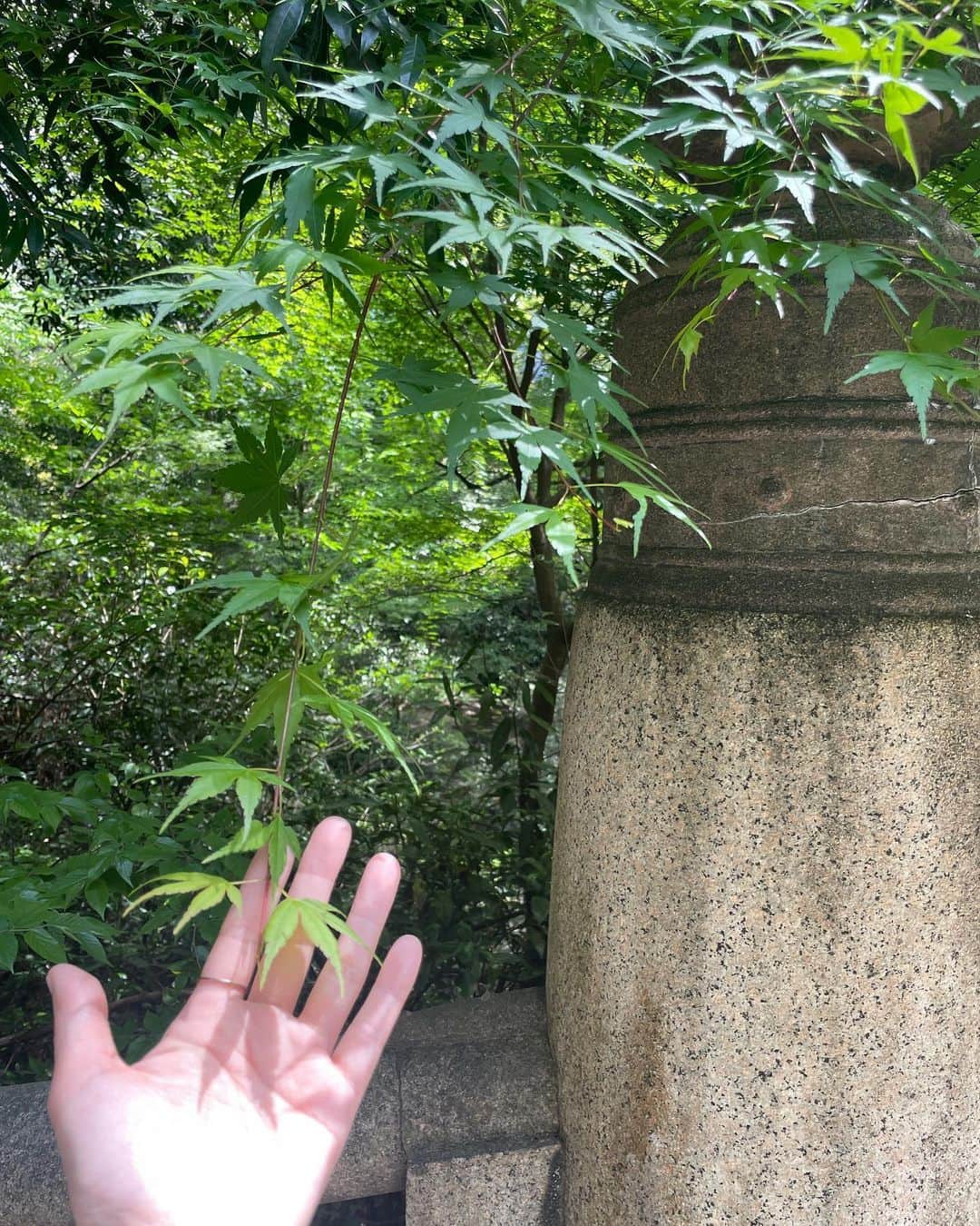 市井紗耶香さんのインスタグラム写真 - (市井紗耶香Instagram)「お仕事の前に、明治神宮へ参拝に行きました。  一人で参拝できたのも久しぶり。 ゆっくり深呼吸🌿  清らかなエネルギーを頂きました🙏 さぁ行ってきます😊  #明治神宮 #神社 #新緑 #ありがとうございます」4月11日 12時07分 - sayakaichii