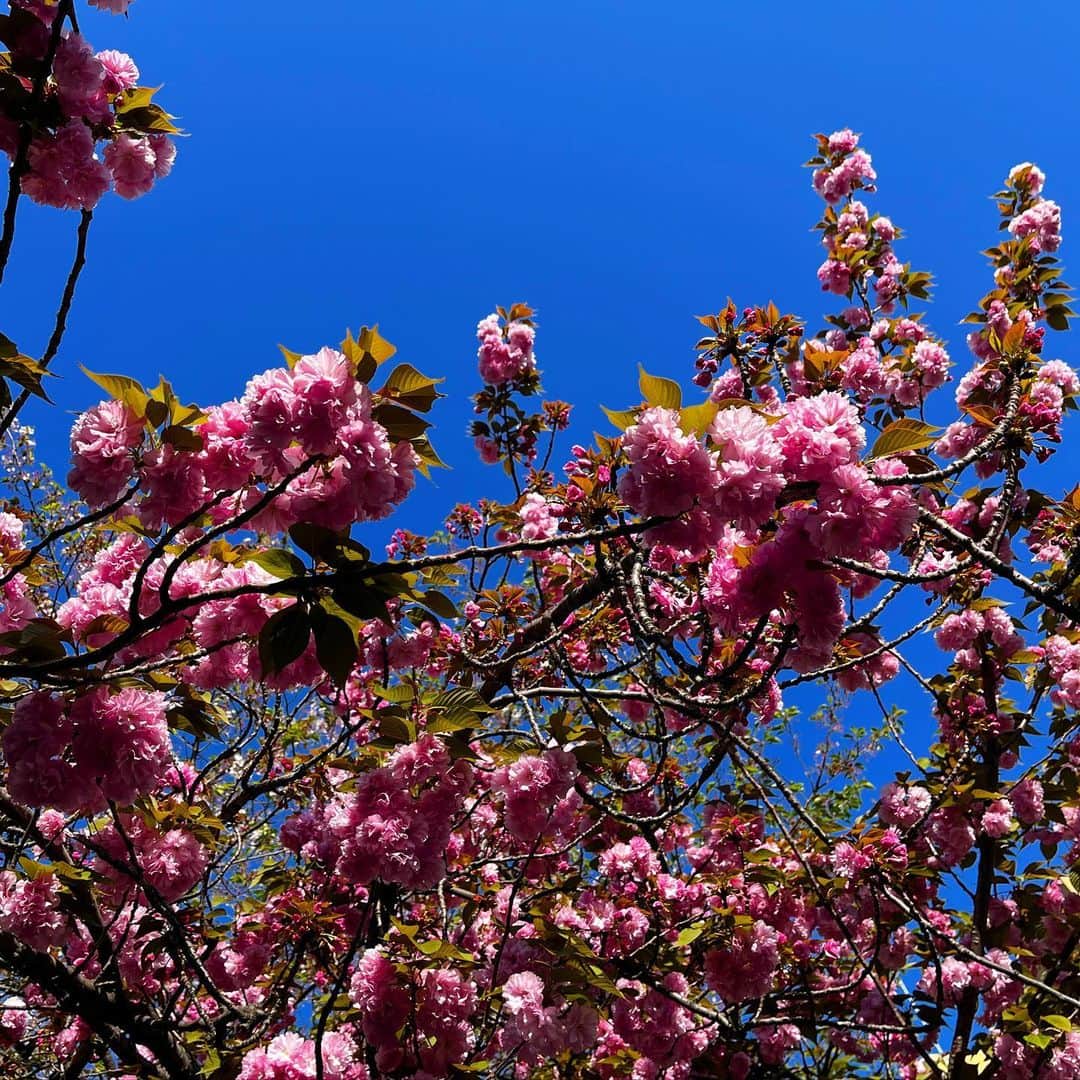 千秋さんのインスタグラム写真 - (千秋Instagram)「凪ばっかりでつまんないとか豪語してるとすぐ荒波が来るよ🌊 本当のところ、わたしはどっちが合ってるの🤔  ちょっと遅めの #八重桜 がピンクでぼんぼんしてて好き🌸🧶 #お花見」4月11日 12時08分 - chiaki77777