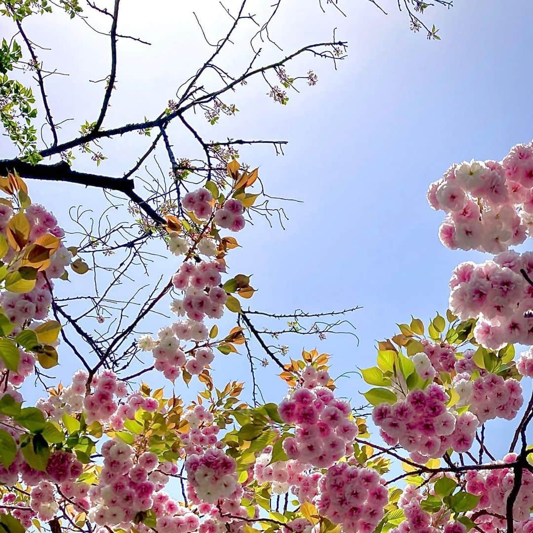 黒沢秀樹さんのインスタグラム写真 - (黒沢秀樹Instagram)「春が来たよな来ないよな 知っているのは空だけか  #tokyo  #flowers  #春なのか」4月11日 12時25分 - hidekikurosawa828