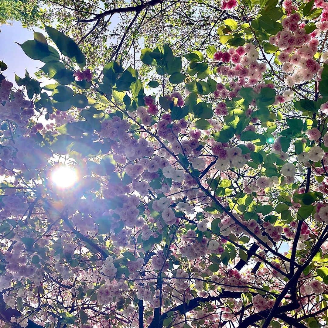 黒沢秀樹さんのインスタグラム写真 - (黒沢秀樹Instagram)「春が来たよな来ないよな 知っているのは空だけか  #tokyo  #flowers  #春なのか」4月11日 12時25分 - hidekikurosawa828
