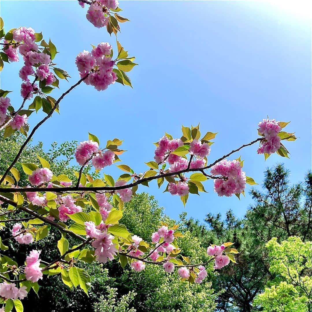 黒沢秀樹のインスタグラム：「春が来たよな来ないよな 知っているのは空だけか  #tokyo  #flowers  #春なのか」