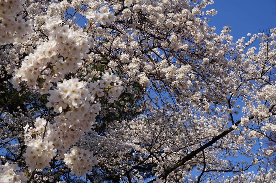 岩間瞳さんのインスタグラム写真 - (岩間瞳Instagram)「＼お花見の記録🌸榴岡公園／  まだまだお花見シーズンが続いていますが ことしは本当にたくさん桜を眺めた年です😊  まずは仙台市の榴岡公園🌸 4年ぶりの桜まつり！ レジャーシートを敷いて 屋台に並ぶ美味しいごはんを食べながら みんなで綺麗な花を楽しんだ1日でした💐  キャスターのなるちゃん （ @narumi.sasaki1207  ぼりちゃん （ @fukabori_haruna ） ゆっこちゃん （ @_ueda_yukako_ ）と🌸  #宮城観光 #仙台観光 #宮城 #仙台 #花見 #花見スポット #お花見 #榴岡公園 #桜まつり 🌸🌸🌸」4月11日 12時28分 - iwama1313