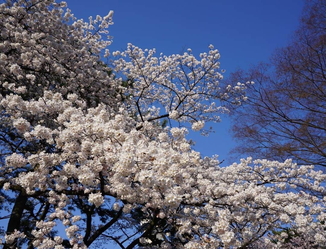 岩間瞳さんのインスタグラム写真 - (岩間瞳Instagram)「＼お花見の記録🌸榴岡公園／  まだまだお花見シーズンが続いていますが ことしは本当にたくさん桜を眺めた年です😊  まずは仙台市の榴岡公園🌸 4年ぶりの桜まつり！ レジャーシートを敷いて 屋台に並ぶ美味しいごはんを食べながら みんなで綺麗な花を楽しんだ1日でした💐  キャスターのなるちゃん （ @narumi.sasaki1207  ぼりちゃん （ @fukabori_haruna ） ゆっこちゃん （ @_ueda_yukako_ ）と🌸  #宮城観光 #仙台観光 #宮城 #仙台 #花見 #花見スポット #お花見 #榴岡公園 #桜まつり 🌸🌸🌸」4月11日 12時28分 - iwama1313