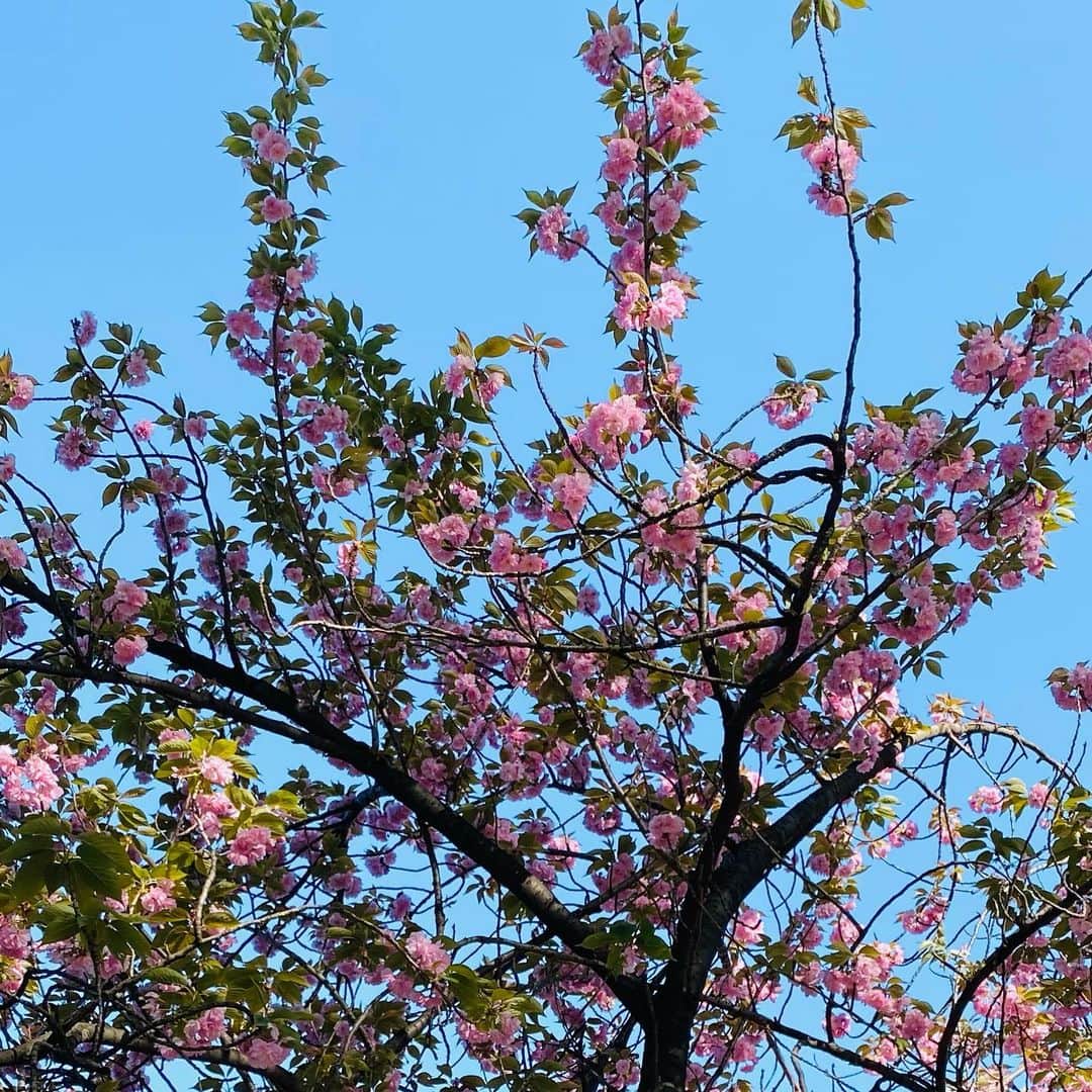 山内マリコさんのインスタグラム写真 - (山内マリコInstagram)「桜はカンザン派🌸  『文藝』ではマリリン・モンロー小説のつづき。自由な形式でのびのび書かせてもらってます。  アート特集の『すばる』にも短編を寄稿してます。芸大出身者として思うところいろいろあり、こんな物語ができました。  #文藝  #すばる  #小説」4月11日 12時39分 - yamauchi_mariko