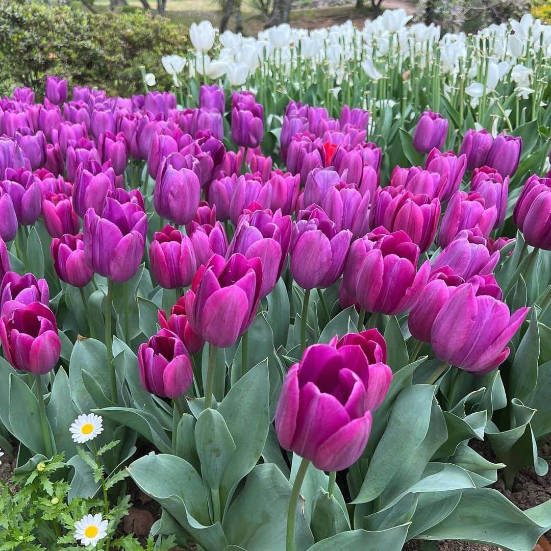 まいちのインスタグラム：「🌷」