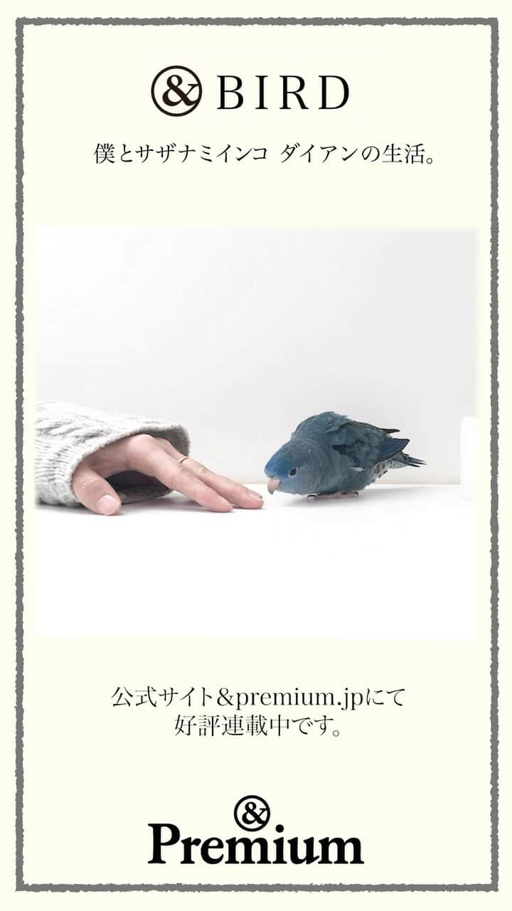 &Premium [&Premium] magazine.のインスタグラム