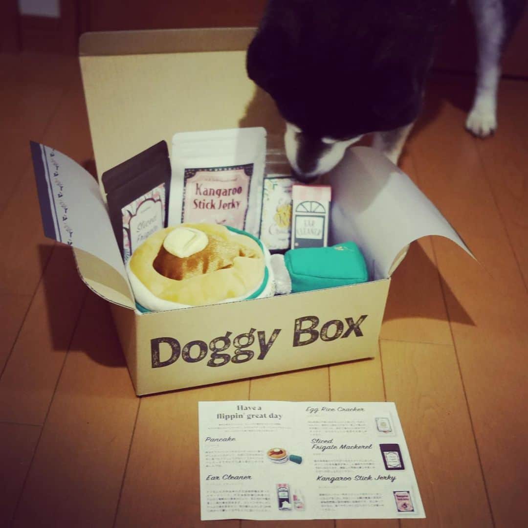 くろさんのインスタグラム写真 - (くろInstagram)「Doggy Boxが届きました📦  @doggybox_jp  🐕DOGGY BOXはテーマに沿った可愛いおもちゃとナチュラルなおやつを毎月届けてくれます💁🏻 ちなみにこのBoxは4月のBoxです📦  🐾楽しくて可愛いおもちゃ🐾 Doggy Boxのおもちゃは可愛いだけではありません。ワンちゃんの目線で、遊びがいがあって楽しいものか真剣に選んでいます。すべてのおもちゃはチーム内で試されているので、ワンちゃんの保証付き！ 豆も初見でガッツリ遊んでます🥞  🐾 厳選した国内生産のおやつ🐾 低カロリーで栄養価の高いおやつをバランスを考えてセレクト。アレルギーのあるワンちゃんにも対応しているので、安心してご利用できます。 豆もDoggy Boxのオヤツが大好きです😋  #doggybox #ドギボ #ドギーボックス #pr #豆も気になるぅ #恒例の豆さんチェック  #kuroshiba #blackshiba #shibainu #shibastagram #instadog #dogstagram #柴犬 #黒柴 #黑柴 #いぬら部 #ふわもこ部 #柴犬部 #柴犬のいる暮らし #わんこのいる暮らし #わんこのいる生活 #わんこと一緒 #わんダ動 #わんだふるjapan #モデル犬 #オファーお待ちしております」4月11日 12時55分 - m6bmw