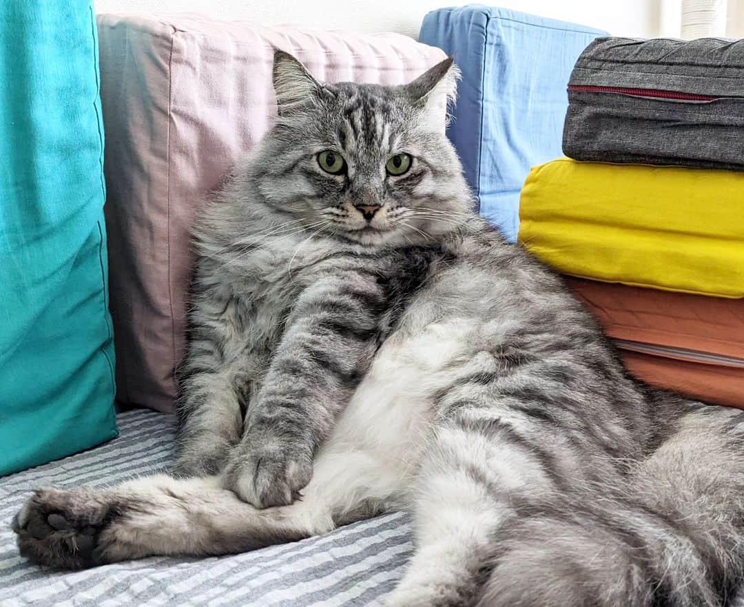 松原真琴さんのインスタグラム写真 - (松原真琴Instagram)「腕が短くてかわいい猫」4月11日 12時57分 - huminhukyu