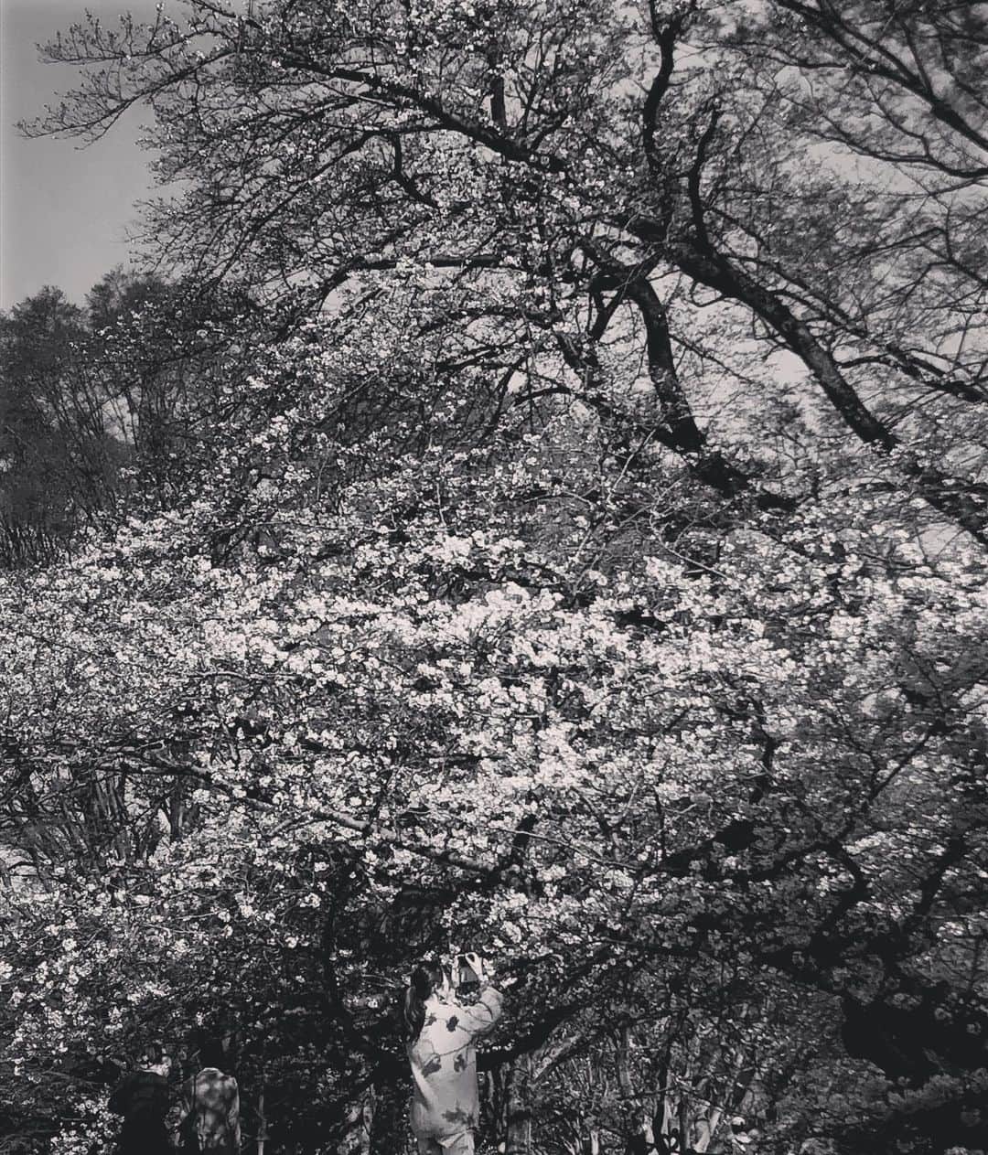 黒澤はるかさんのインスタグラム写真 - (黒澤はるかInstagram)「桜のシャワーを浴びたいね。 あと一年またないとね。 ひぃ。  代わりに浴びれるものあるかな？？  #桜 #桜の木の下で #🌸」4月11日 12時58分 - haruka_offi