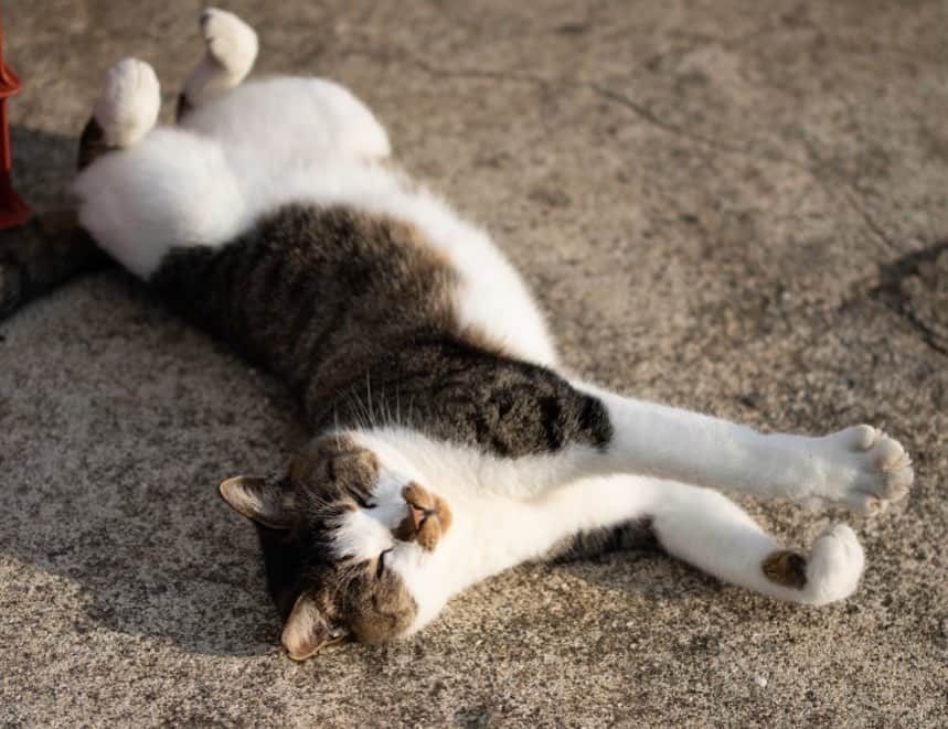 五十嵐健太のインスタグラム：「春は昼寝の季節 #猫　#猫島 #cat」