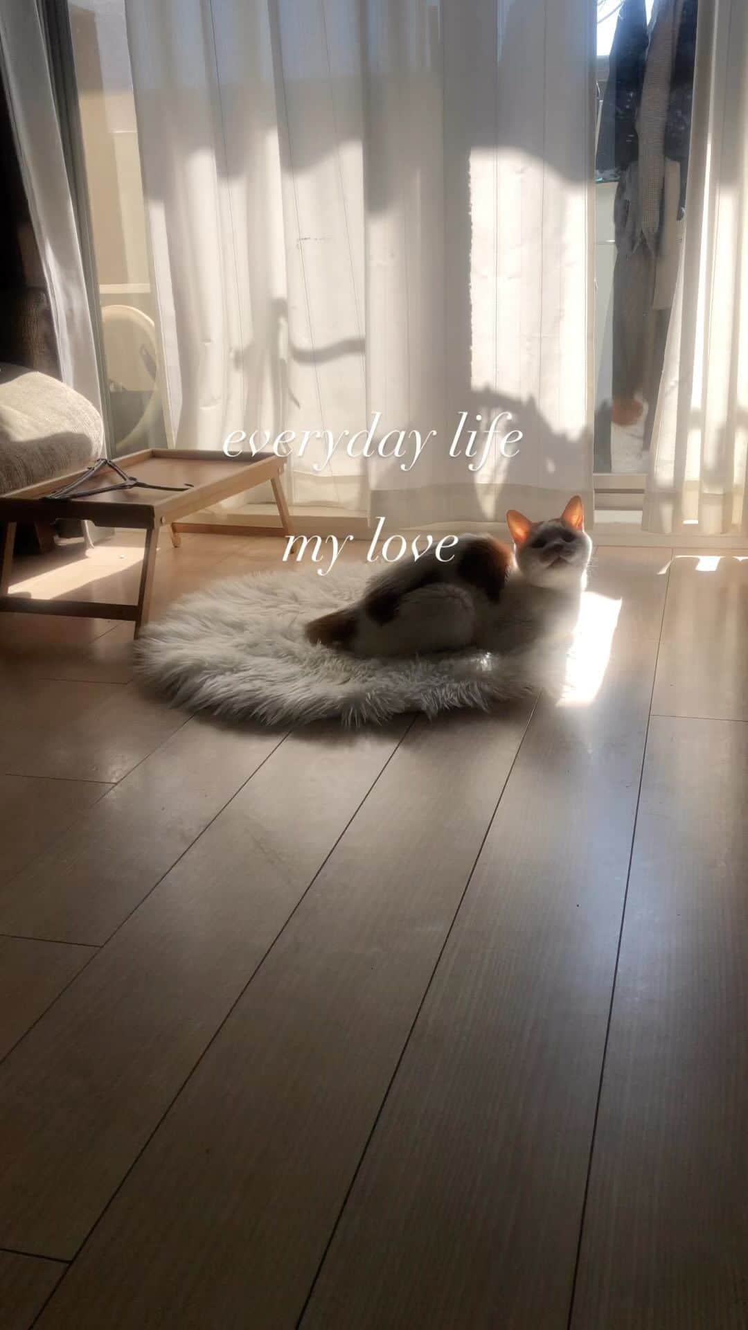 のインスタグラム：「#老猫　#猫のいる暮らし #cat #20歳猫 #にゃんすたぐらむ」