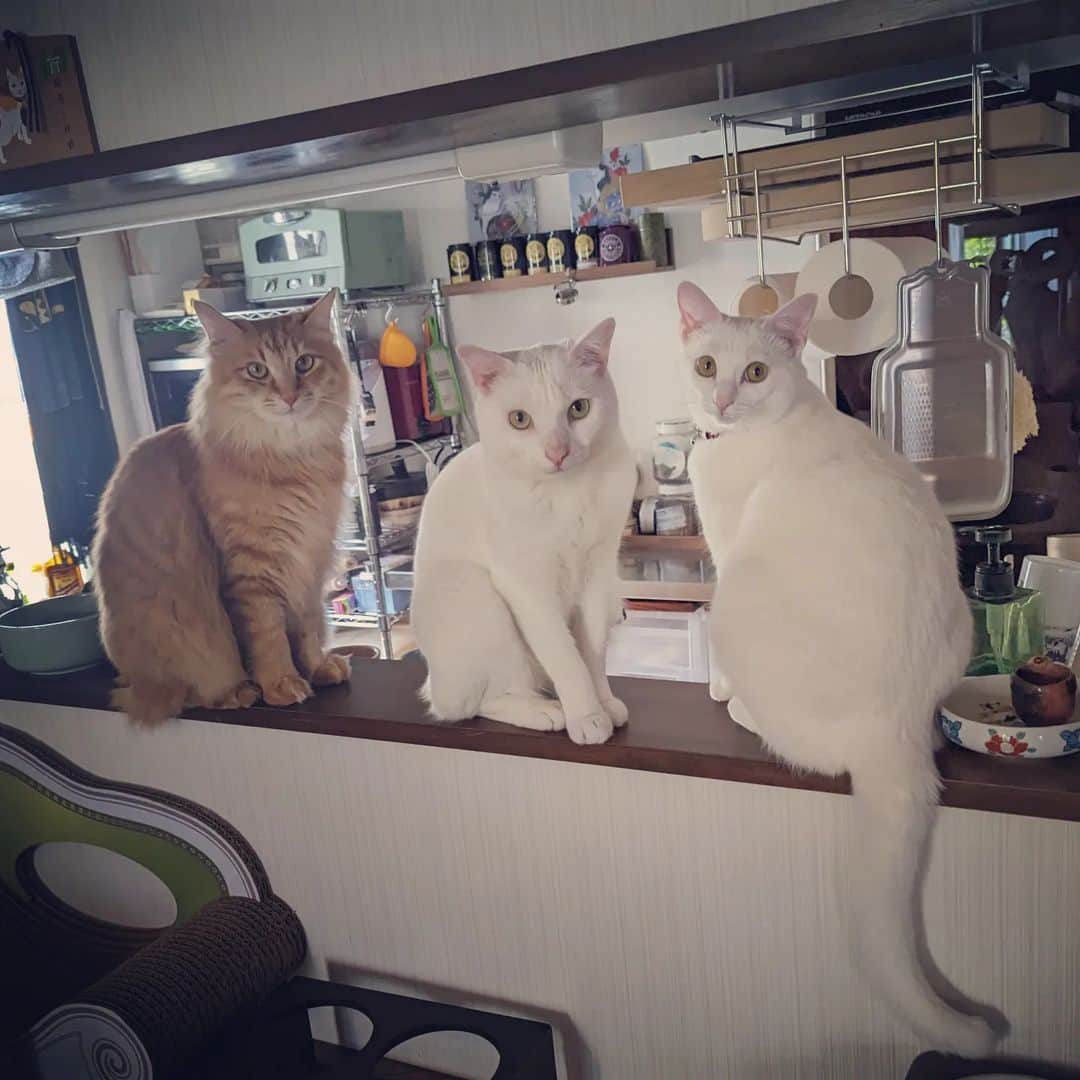 岡田屋鉄蔵のインスタグラム：「昼時の圧」