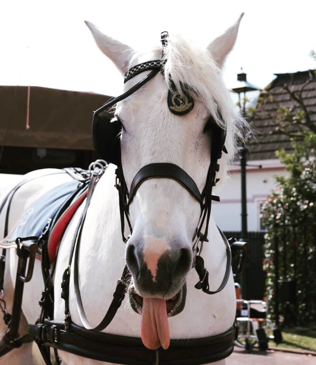 植田佳奈のインスタグラム：「#ハウステンボス #馬 #馬車 #べー」