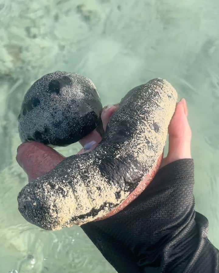 みすみのインスタグラム：「沢山の生き物がいました」