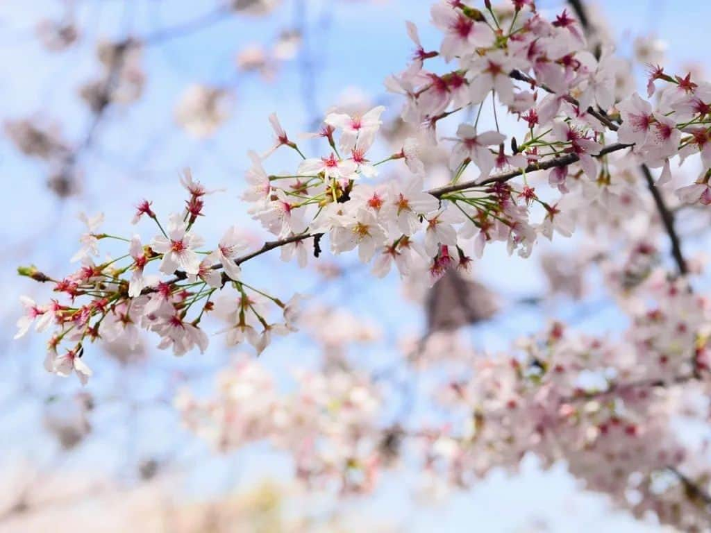 柚月美穂さんのインスタグラム写真 - (柚月美穂Instagram)「#photography  . . . ことしのさくら。 . . . #桜 #cherryblossom #camera #LUMIX #gh4 #単焦点 #単焦点レンズ #LENS#Leica  ##nocticron425mm . . #Japanese #cameraman #camerawoman #picoftheday #instagood #fashion #happy #followme #follow #art #me #instadaily」4月11日 15時10分 - mihoyuzuki