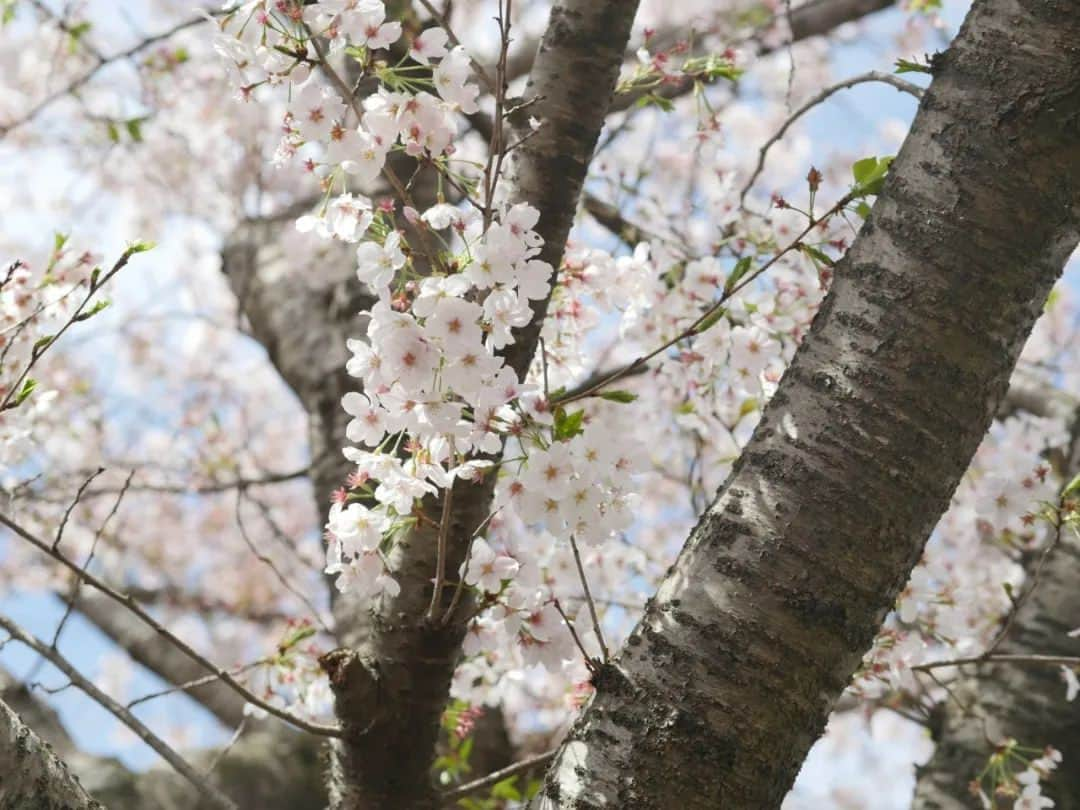 柚月美穂さんのインスタグラム写真 - (柚月美穂Instagram)「#photography  . . . ことしのさくら。 . . . #桜 #cherryblossom #camera #LUMIX #gh4 #単焦点 #単焦点レンズ #LENS#Leica  ##nocticron425mm . . #Japanese #cameraman #camerawoman #picoftheday #instagood #fashion #happy #followme #follow #art #me #instadaily」4月11日 15時10分 - mihoyuzuki