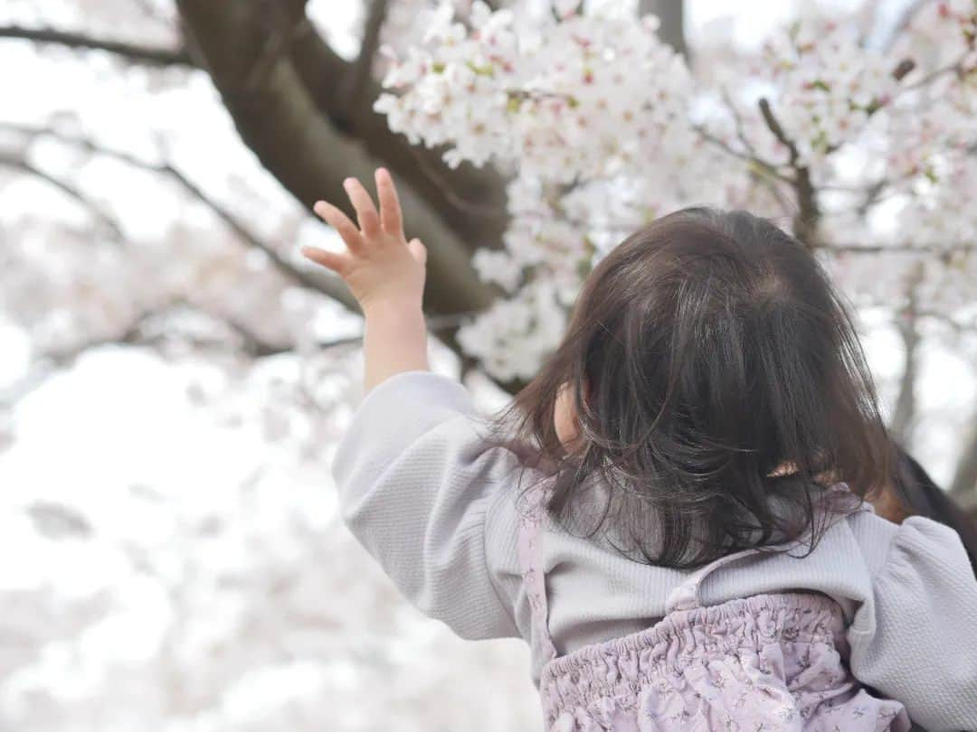 柚月美穂さんのインスタグラム写真 - (柚月美穂Instagram)「#photography  . . . ことしのさくら。 . . . #桜 #cherryblossom #camera #LUMIX #gh4 #単焦点 #単焦点レンズ #LENS#Leica  ##nocticron425mm . . #Japanese #cameraman #camerawoman #picoftheday #instagood #fashion #happy #followme #follow #art #me #instadaily」4月11日 15時10分 - mihoyuzuki