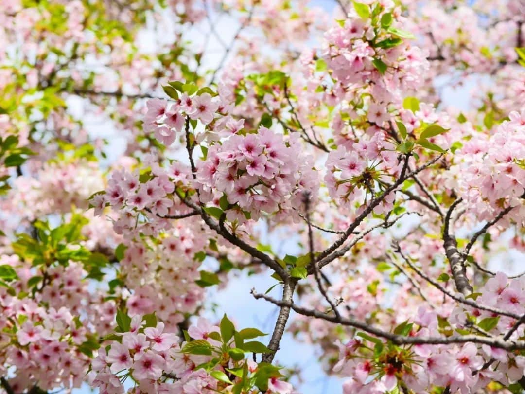 柚月美穂さんのインスタグラム写真 - (柚月美穂Instagram)「#photography  . . . ことしのさくら。 . . . #桜 #cherryblossom #camera #LUMIX #gh4 #単焦点 #単焦点レンズ #LENS#Leica  ##nocticron425mm . . #Japanese #cameraman #camerawoman #picoftheday #instagood #fashion #happy #followme #follow #art #me #instadaily」4月11日 15時10分 - mihoyuzuki