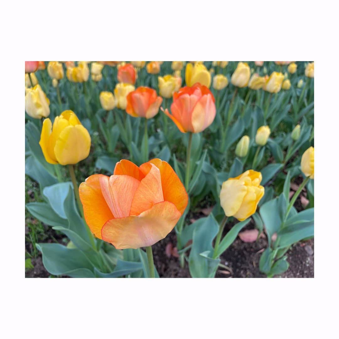 杜野まこさんのインスタグラム写真 - (杜野まこInstagram)「Spring〜🌷🌷🌷  半袖でも良いお天気サイコー✨  きっとこれからますます幸あれッ☆  #spring #チューリップ #tulip #春 #tシャツ #いいお天気 #最高 #幸あれ」4月11日 15時33分 - makomorino