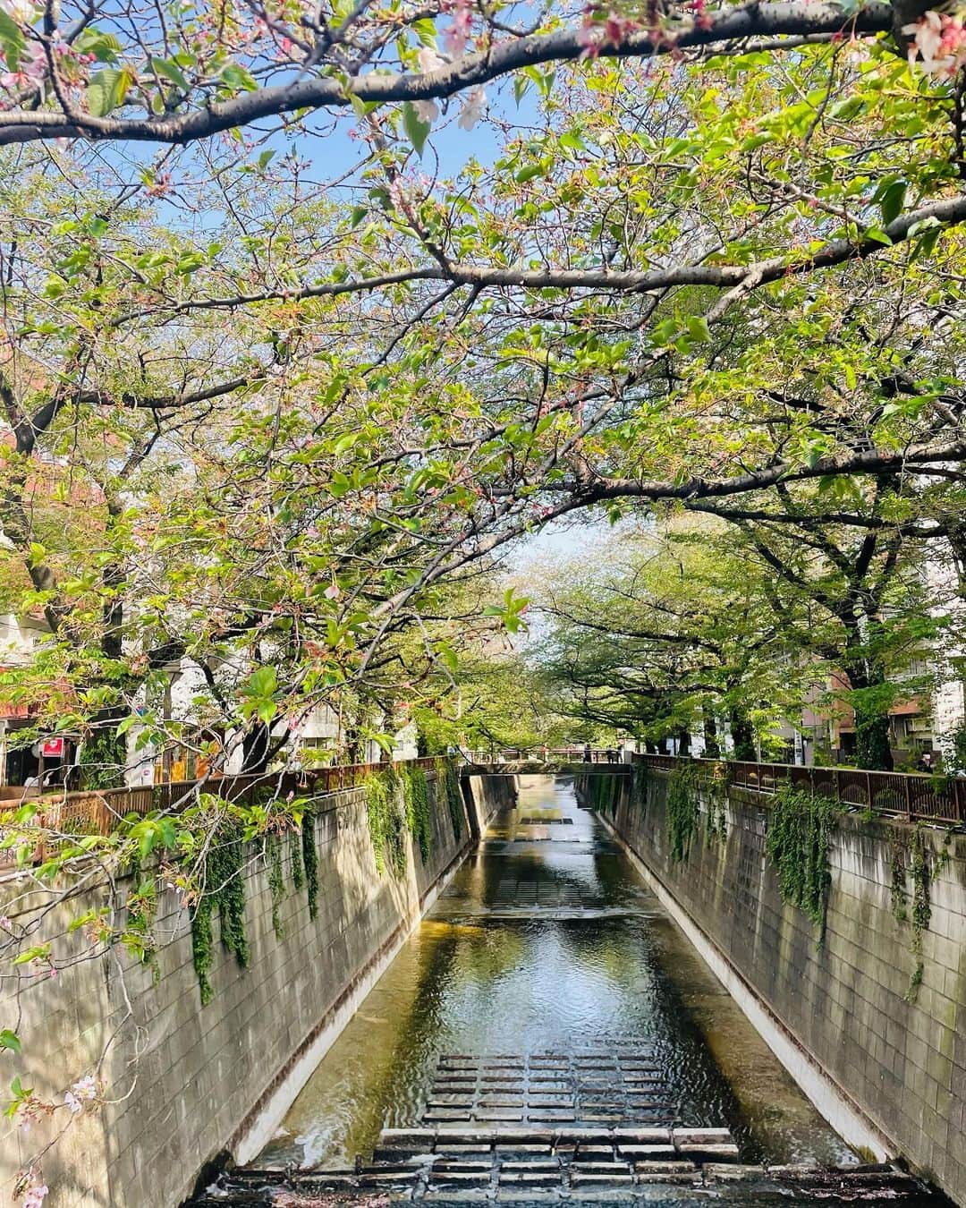 岬あずささんのインスタグラム写真 - (岬あずさInstagram)「いちご山盛りしてくれた🍓🍓 ⁡ #中目黒 #桜 #いちご #strawberry #目黒川の桜 #目黒川桜まつり」4月11日 15時43分 - azu_misaki