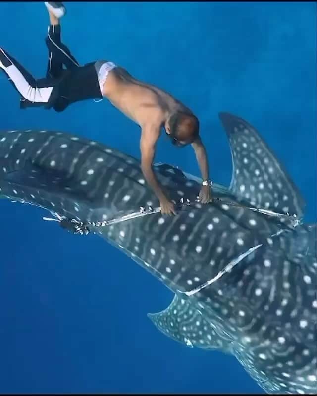 WildLifeのインスタグラム：「Video and caption by @jonoallenphotography Whale shark rescue We were just about to start diving when this juvenile whale shark approached our boat completely entangled in rope and plastic. Seeing the distressed animal we jumped in the water as fast as we could. As you can see @lonubreak didn’t even have time to do up his wetsuit. Quickly swimming over we managed to get close enough to cut loose the main tight rope that was cutting into its back. Unfortunately though the ropes have also cut deep into the sharks left fin and we don’t know if the rope has managed to dislodged itself from deep within its wound. I took the knife straight after this video to try cut the remaining rope loose but the distressed shark instantly disappeared deep into the depths. We spent hours looking for it again but had no luck, I just really hope we can find it tomorrow and make sure it’s completely been set free🙏🏻 Plastics and the demand for fish products leads to deadly debris and ghost nets like this drifting in our oceans, a disastrous result for our marine life. Please consider lowering your plastic & fish consumption where possible to help reduce the amount of lethal nets and traps that plague our oceans! #whaleshark #sharks #oceanplastic #ghostnets #marinelife #ocean #marineconservation #whalesharks #shark #rescue」