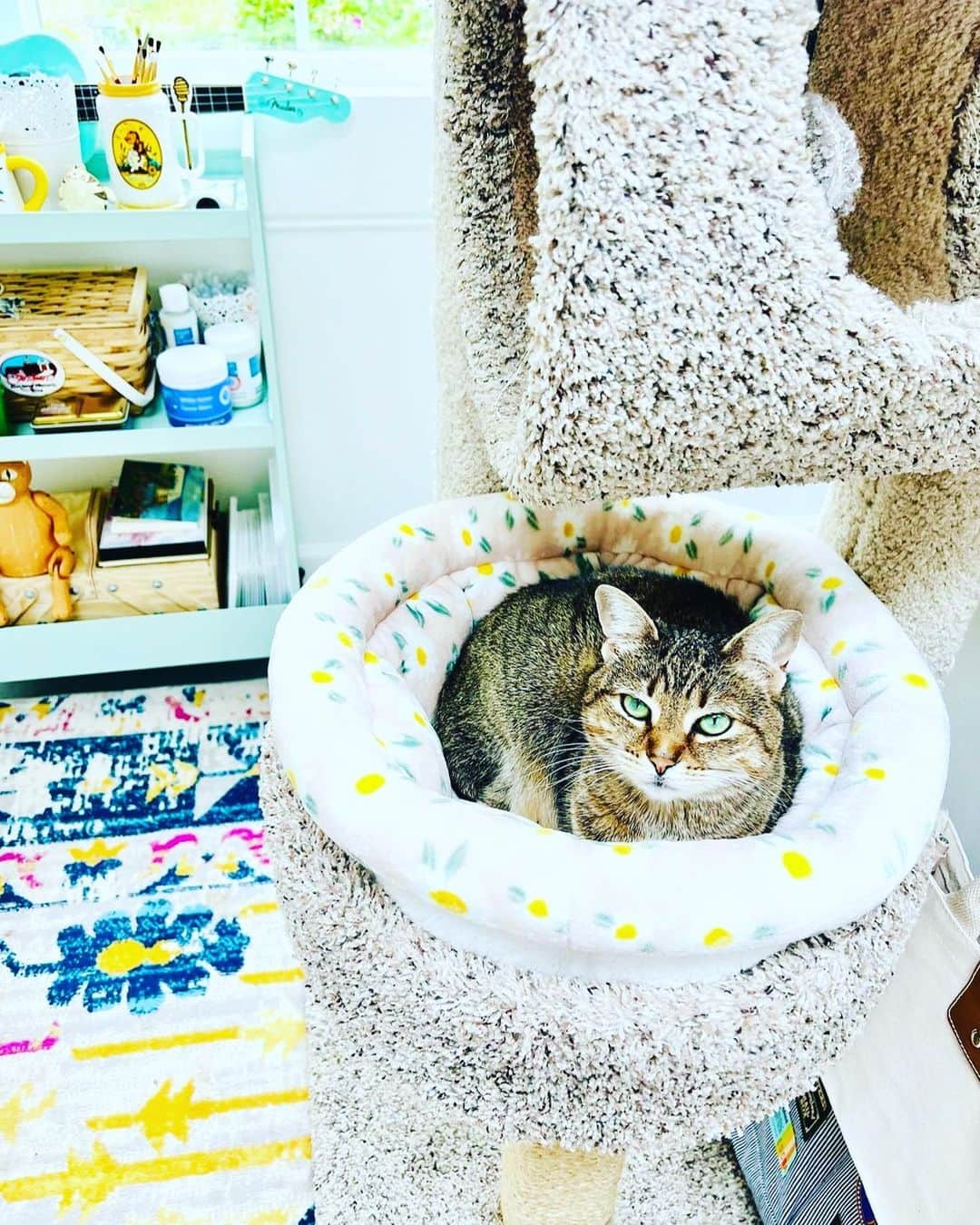 HomeGoodsさんのインスタグラム写真 - (HomeGoodsInstagram)「Happy #NationalPetDay to all the cute floofs out there! 🐶🐱」4月12日 2時29分 - homegoods