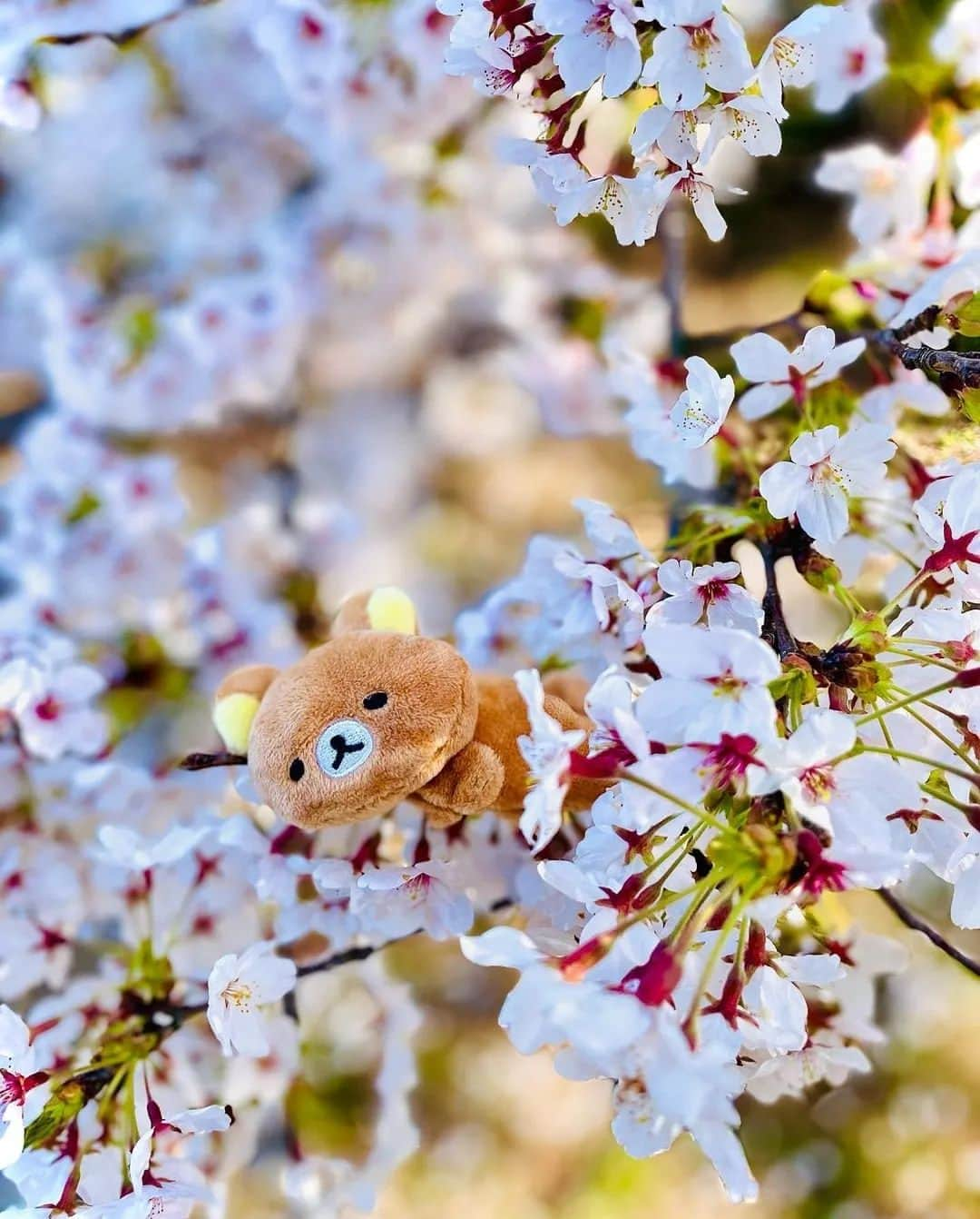 Rilakkuma US（リラックマ）さんのインスタグラム写真 - (Rilakkuma US（リラックマ）Instagram)「@tomo.k0824 caught a sleeping Rilakkuma in a cherry blossom tree! This looks like the most comfy and cute place to take a nap!  #rilakkumaus #rilakkuma #sanx #kawaii #リラックマ #サンエックス #cherryblossom」4月12日 2時36分 - rilakkumaus