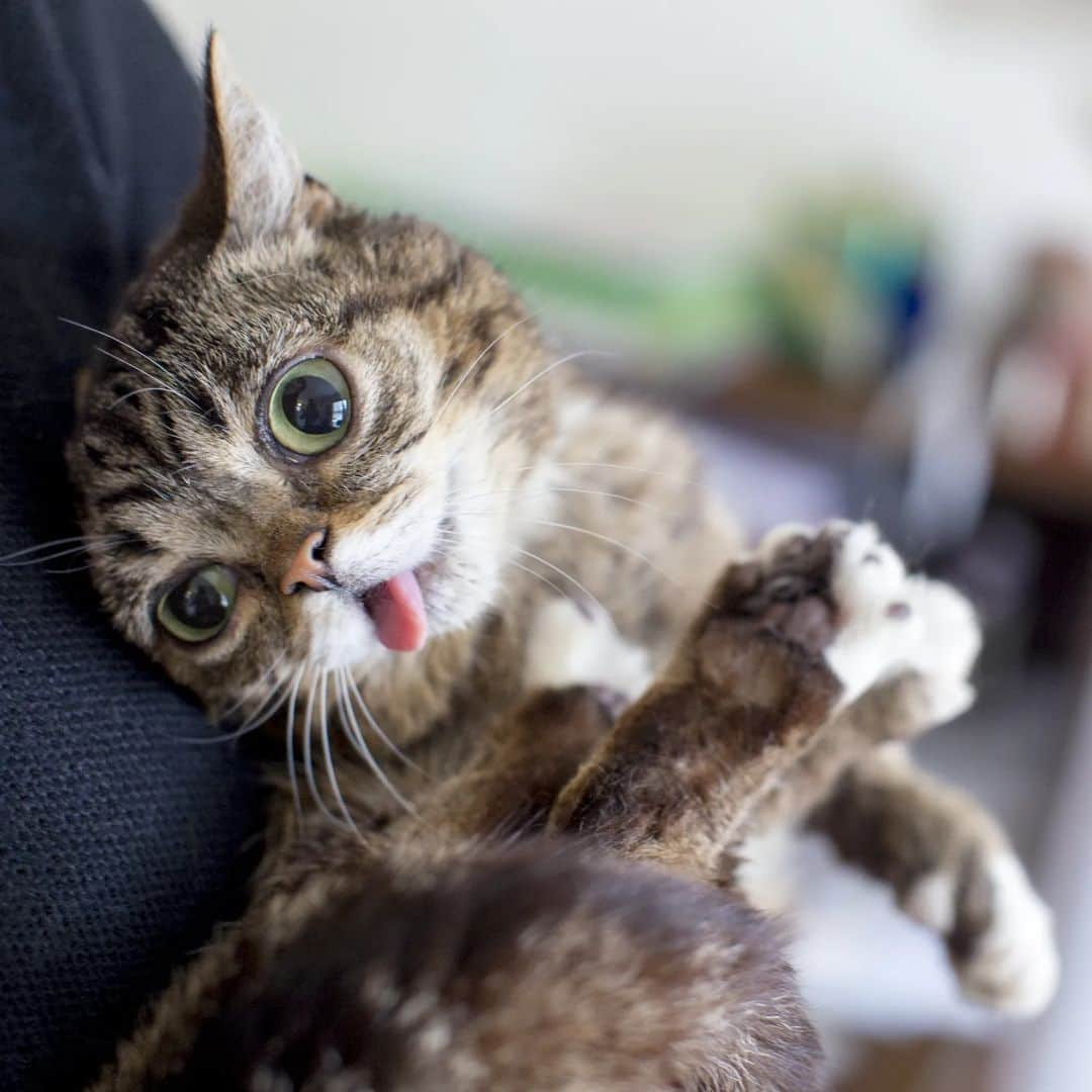 Lil BUBのインスタグラム：「BUB's best impression of how I feel most of the time.   #goodjobbub #lilbub」