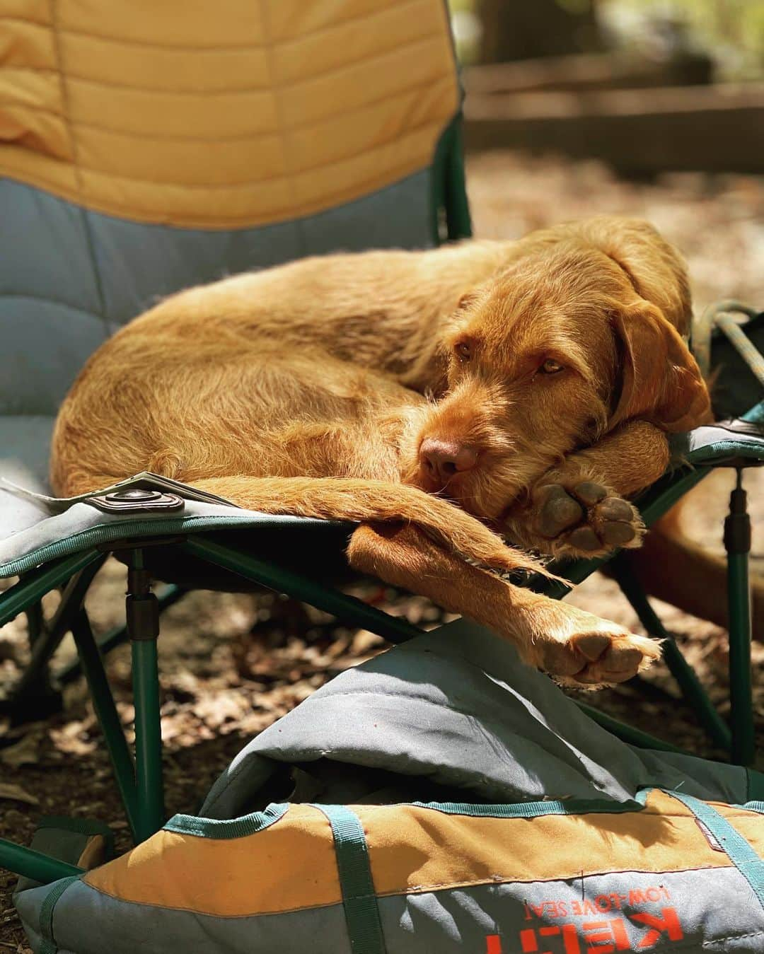 ケルティのインスタグラム：「@keltyusa this is what the low loveseat camp chair was made for right???」